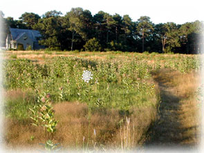 walking trails on Martha's Vineyard